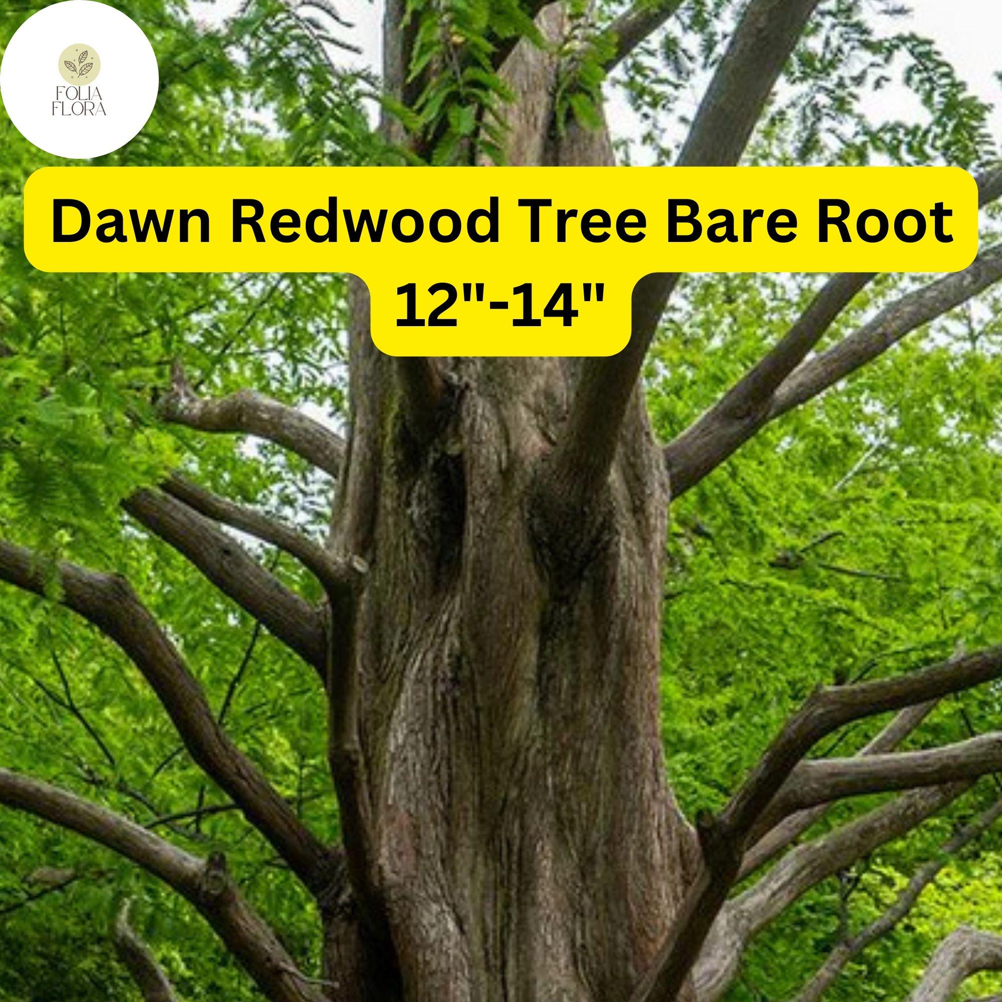 1 Dawn Redwood Tree Metasequoia glyptostroboides - Live Bare Root Plant 12"-14" for Zones 4-8