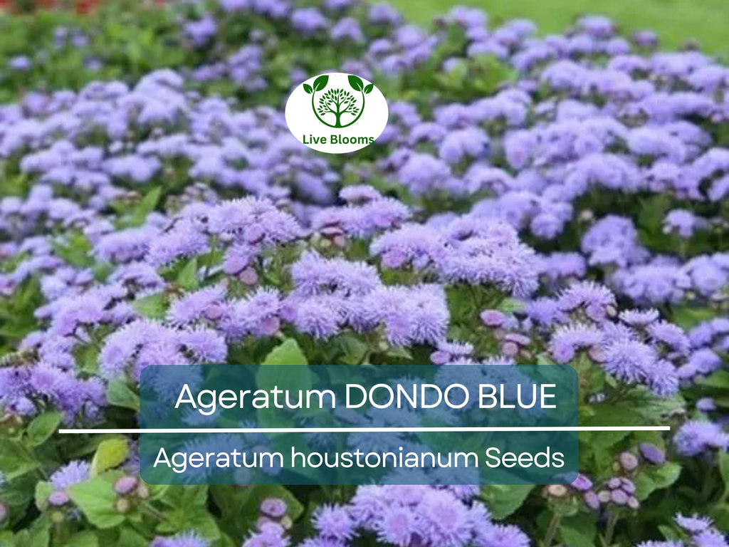 500 Seeds Ageratum DONDO BLUE, Floss Flower Monarch Butterfly Plant, Non-GMO, Vibrant Blue Blooms, Perfect for Gardens & Pollinator-friendly