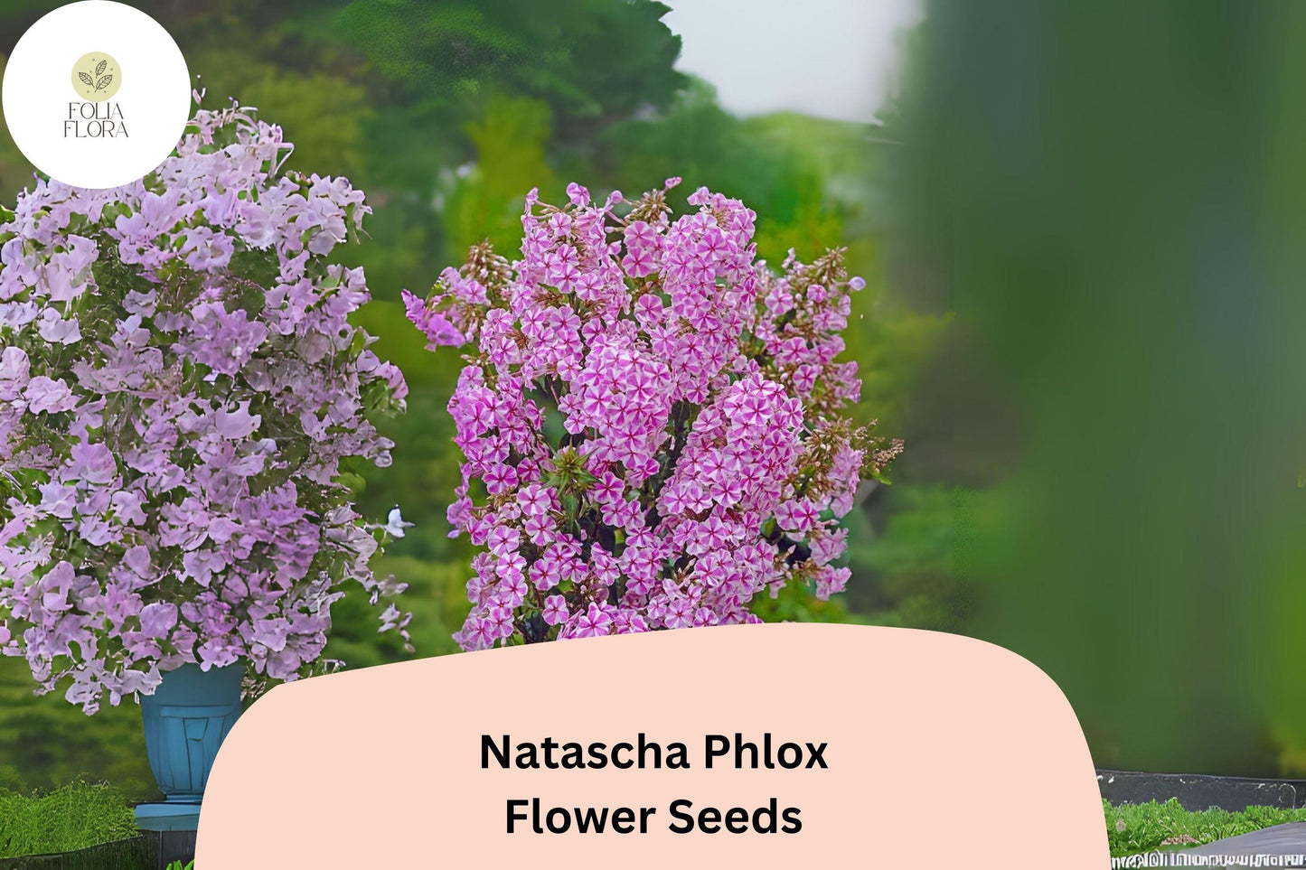 100+ Natascha Phlox Seeds – Striped Pink & White Garden Flowers, Phlox paniculata