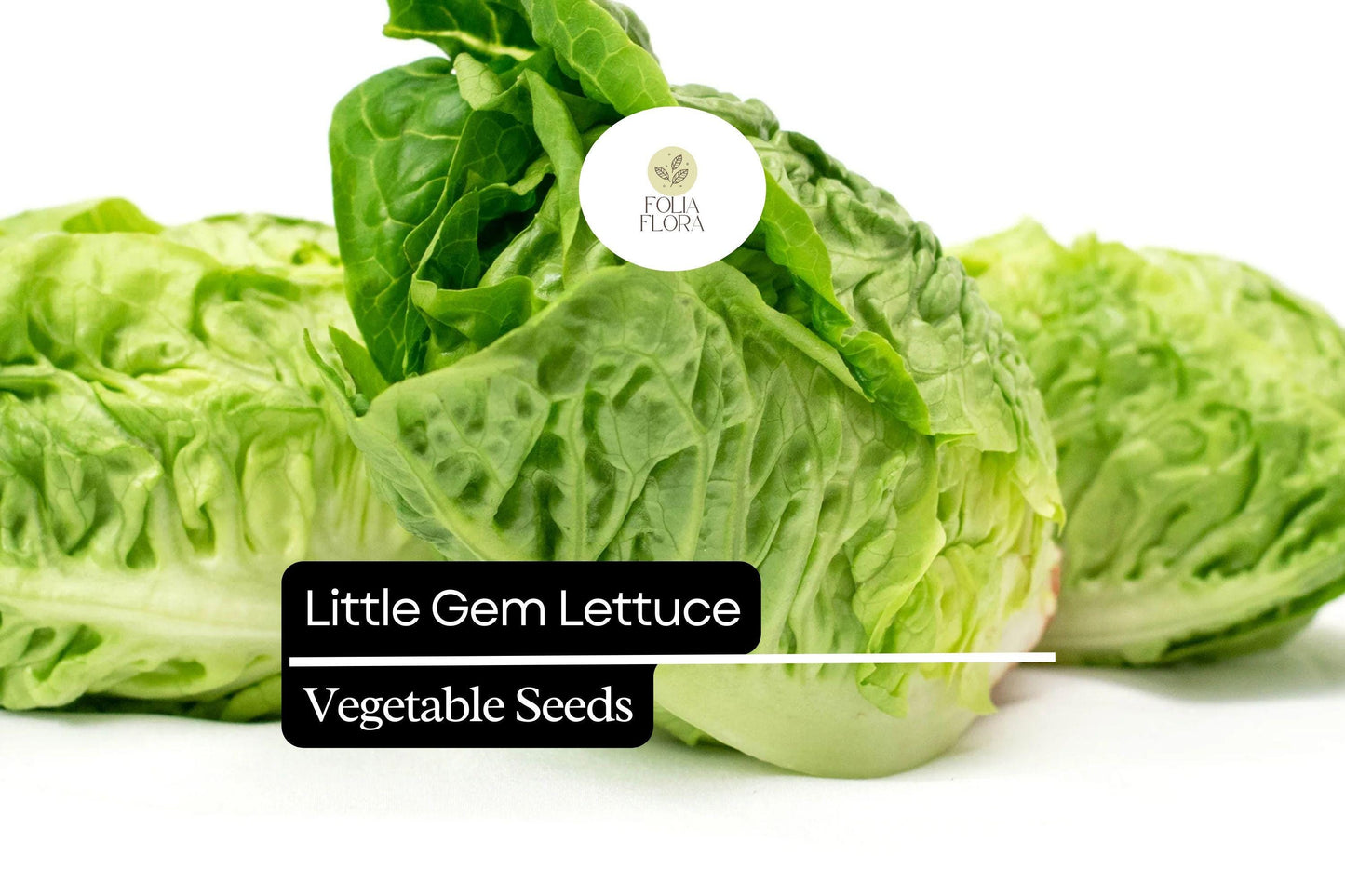 1000 Little Gem Lettuce Seeds – Lactuca sativa – Sweet Mini Romaine, Crisp Texture, Heirloom, Non-GMO, Compact Growth, Easy to Grow