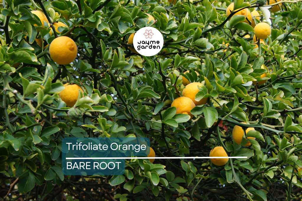 Trifoliate Orange Rootstock (15 Bare Root Plants) – Hardy Citrus for Grafting