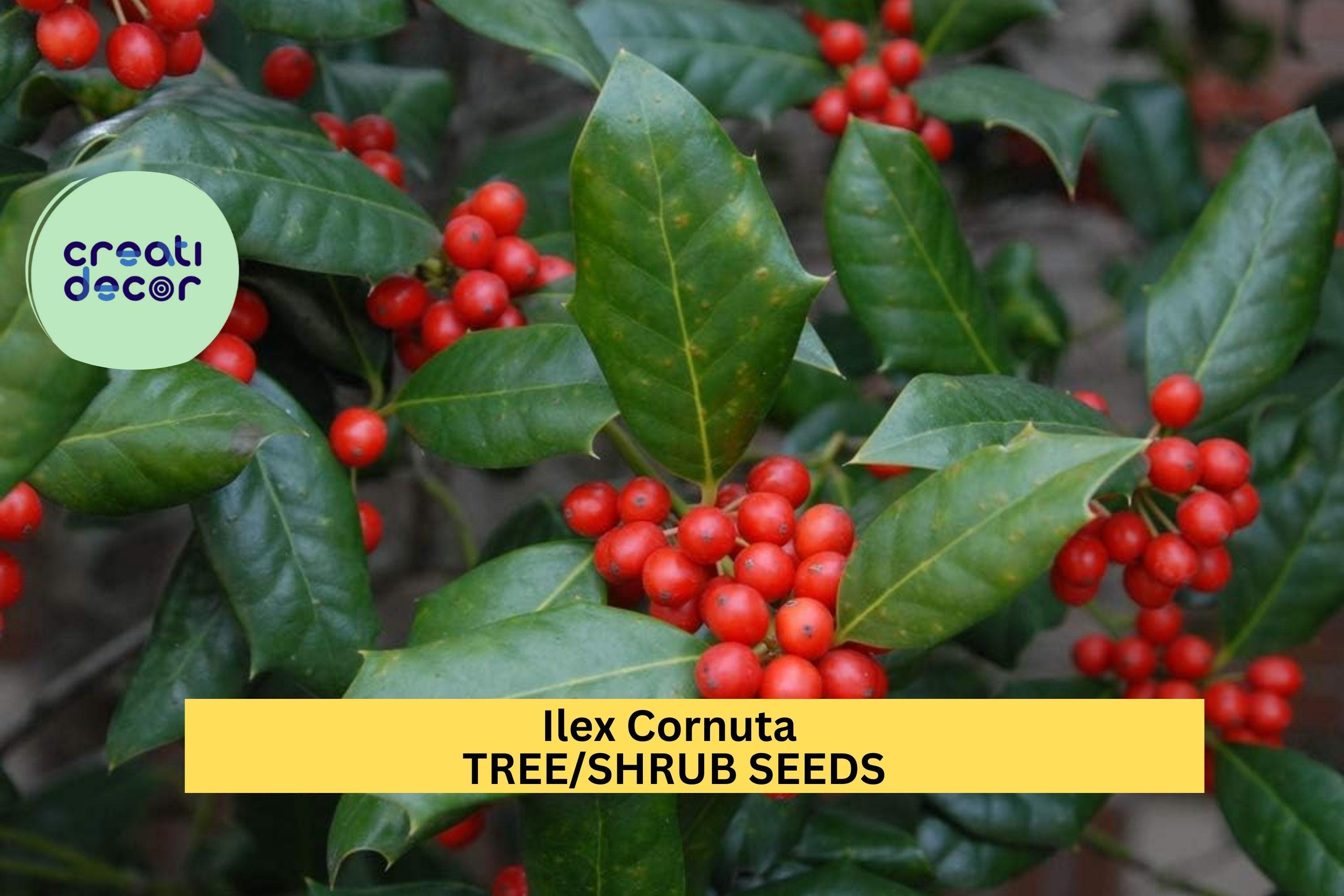 3pcs of 500mg Ilex cornuta Seeds – Chinese Holly Evergreen Shrub for Borders, Hedges, or Wildlife Landscaping Seeds for Planting