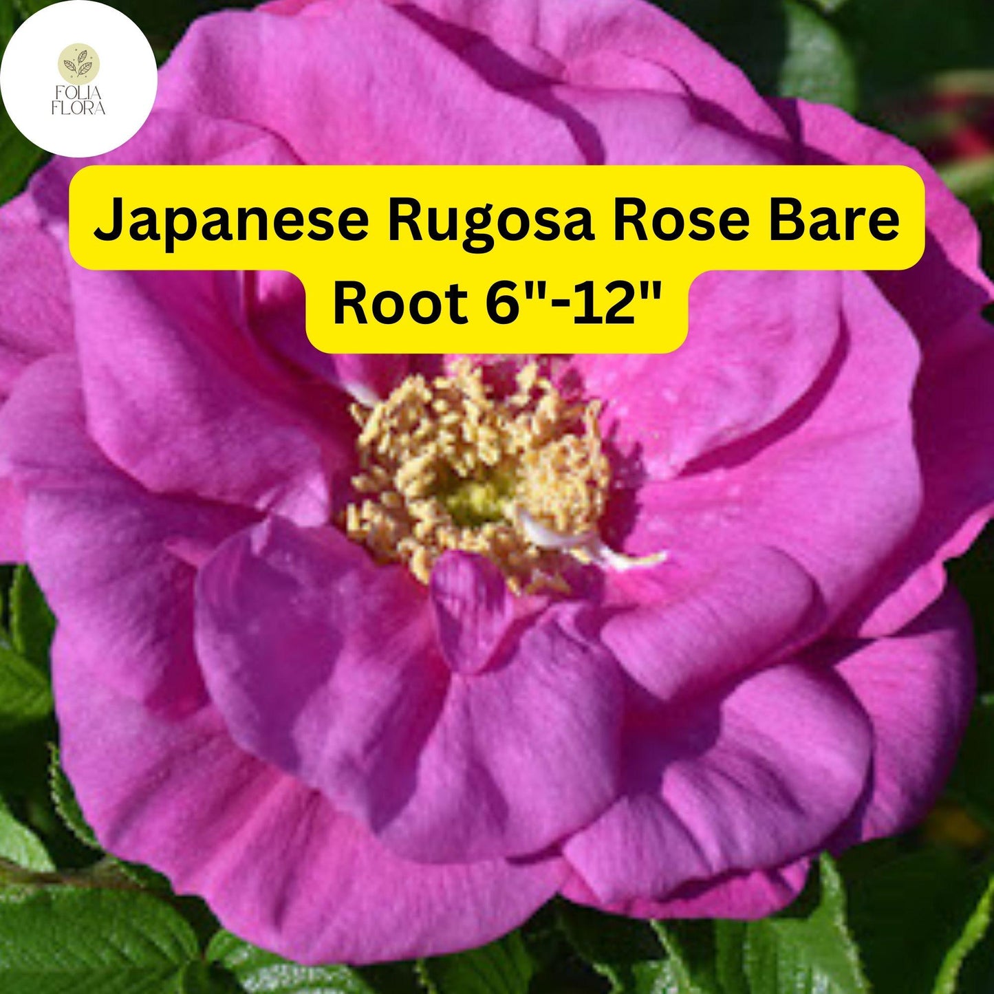 1 Japanese Rugosa Rose (Rosa rugosa) – Live Bare Root Plant 6"-12"