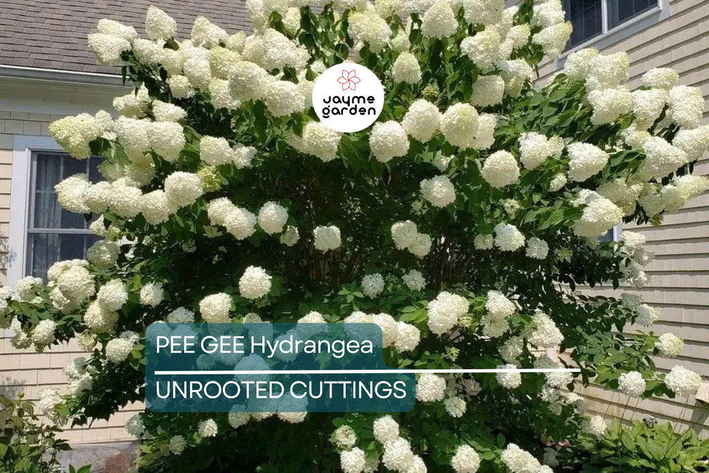 Live Pee Gee Hydrangea Cuttings (8+) | Fresh Unrooted Clones with Rooting Instructions |