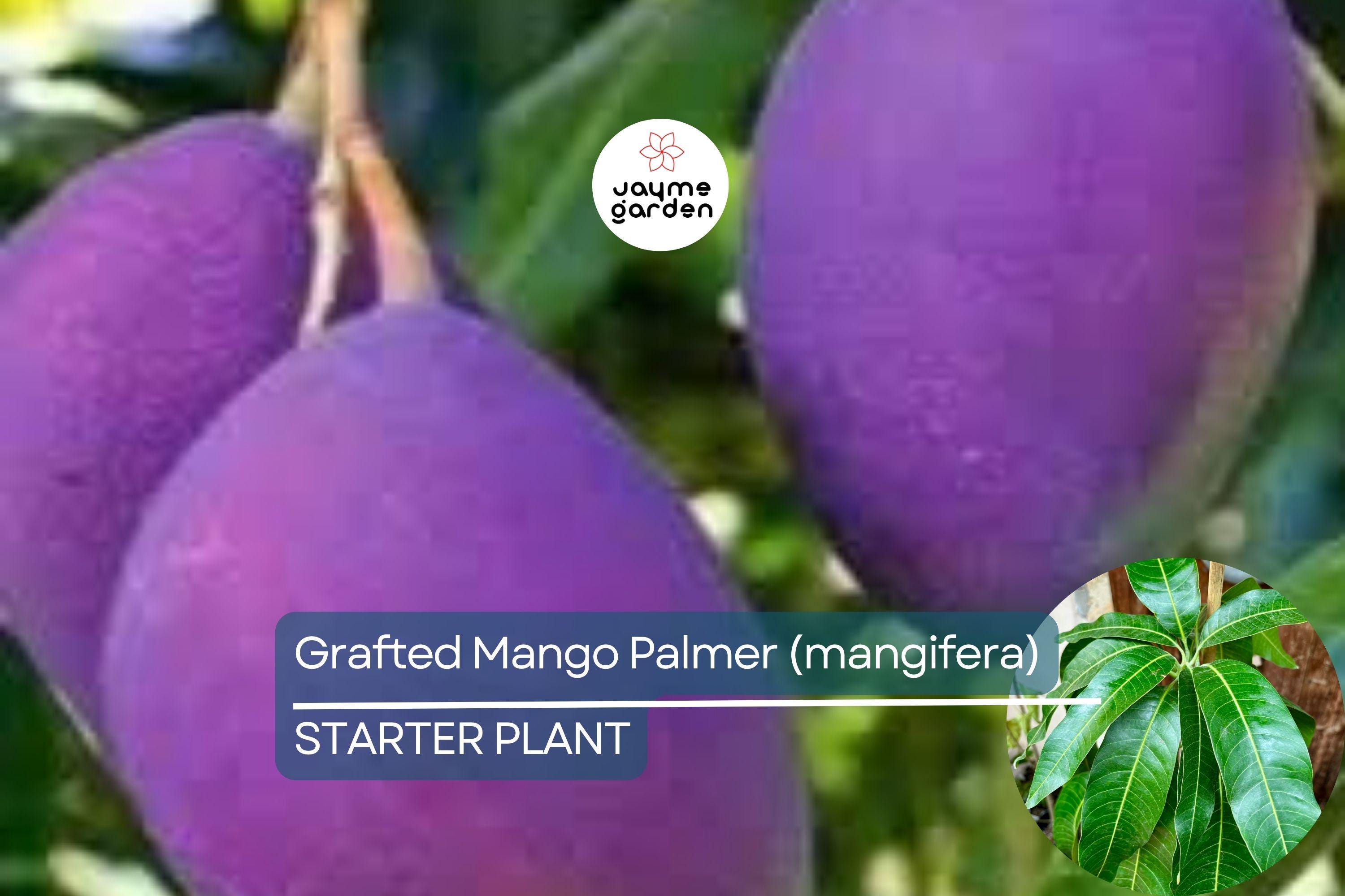Grafted Palmer Mango Tree (Mangifera) Starter 3’-4’ - Large Juicy Fruit, Tropical Garden Beauty