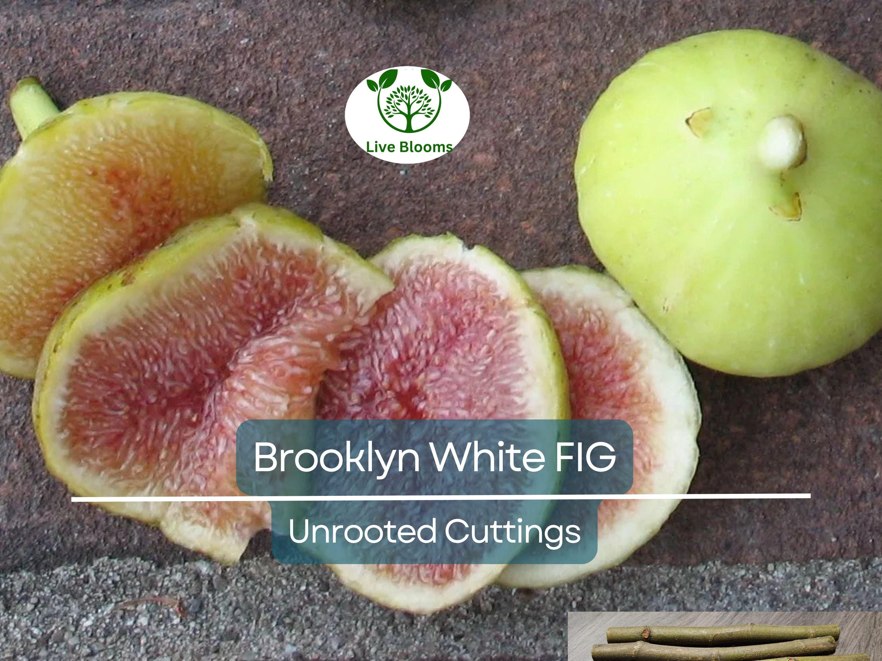 2 Brooklyn White Fig Unrooted Cuttings + Willow Water for Rooting, Fresh Figs, Fig Tree Propagation, Grow Brooklyn White Figs at Home