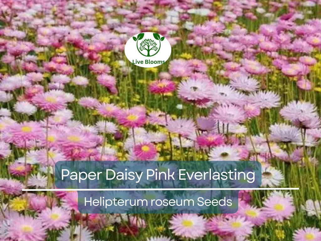200 Seeds Paper Daisy Pink Everlasting Flower for Florists & Crafters, Pollinators, Non-GMO, Helipterum roseum, Long-lasting Blooms