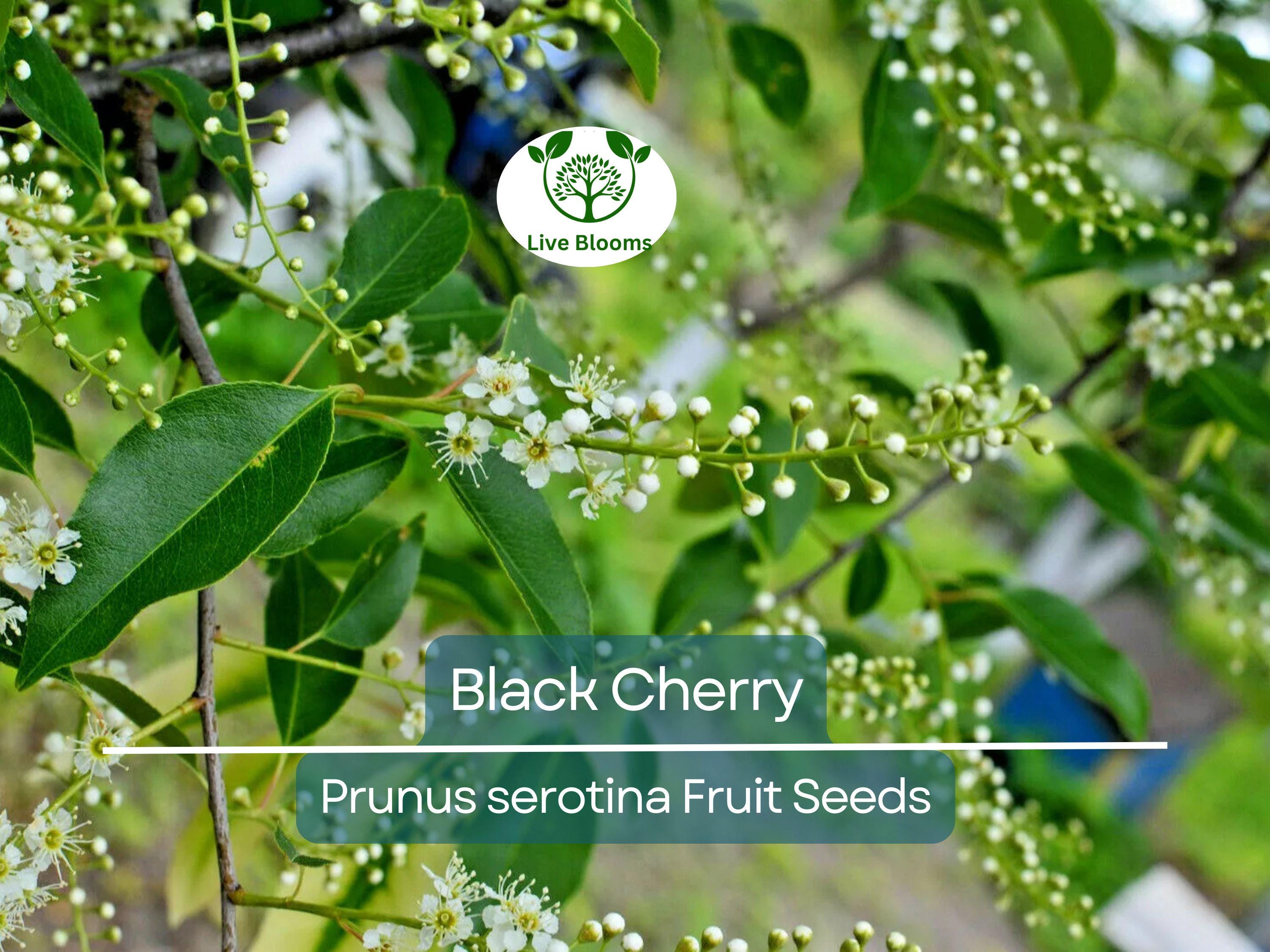20 Black Cherry Seeds (Prunus serotina), Sweet Edible Fruit, High Yield, Hardy Tree, Perfect for Garden, Jam, Jellies, & Fresh Eating