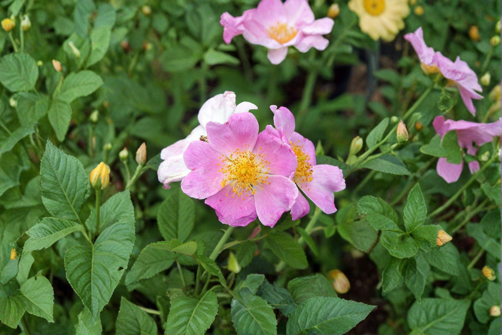Rosa setigera/Illinois Rose – 30 Seeds | Native Climbing Rose | Fragrant Pink Blooms | Wildlife & Pollinator Plant