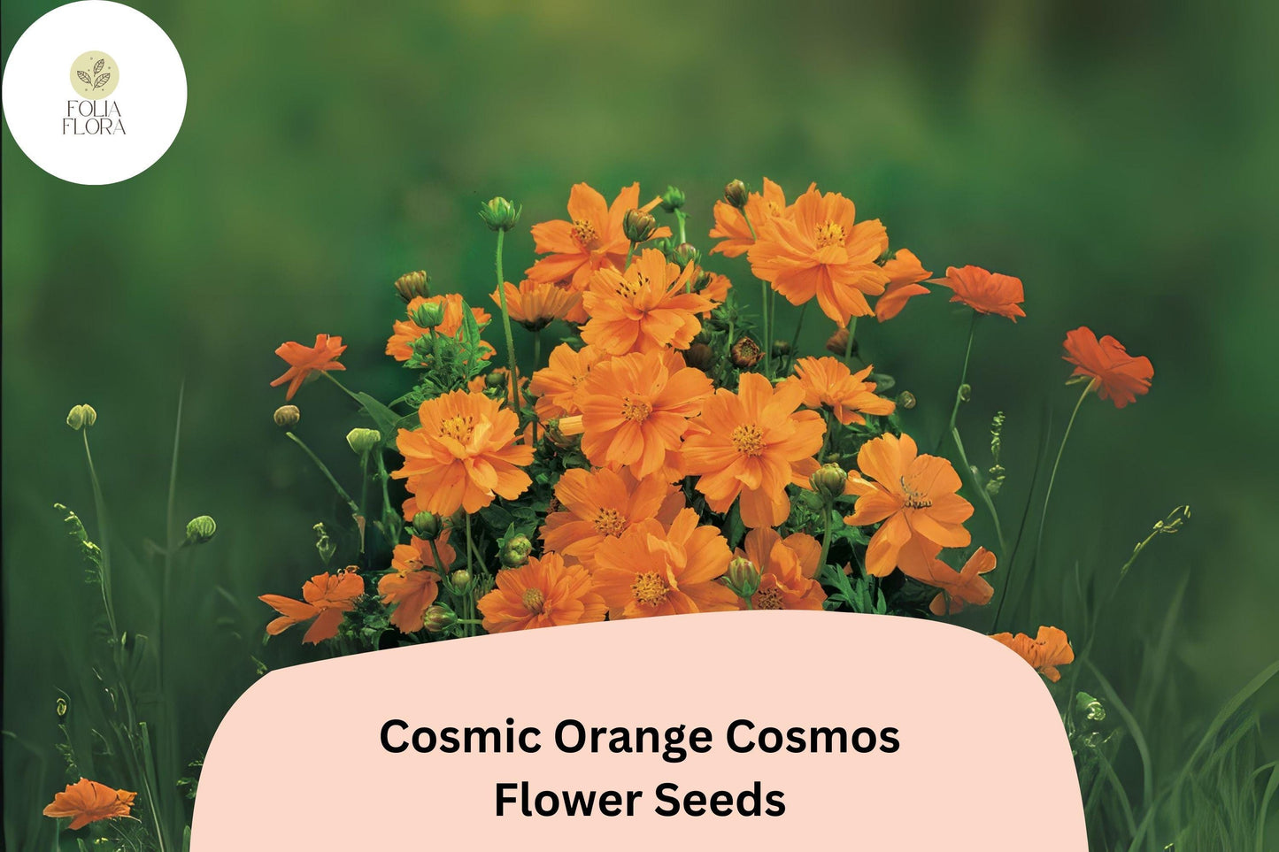 200+ Cosmic Orange Cosmos Seeds | Cosmos Sulphureus Bright Orange Annual Flowers for Garden