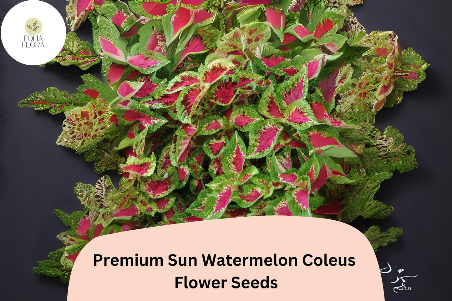 25+ Sun Watermelon Coleus Seeds for Planting | Premium Shade Plant | Pink Green Foliage Annual | Garden Bedding Seeds