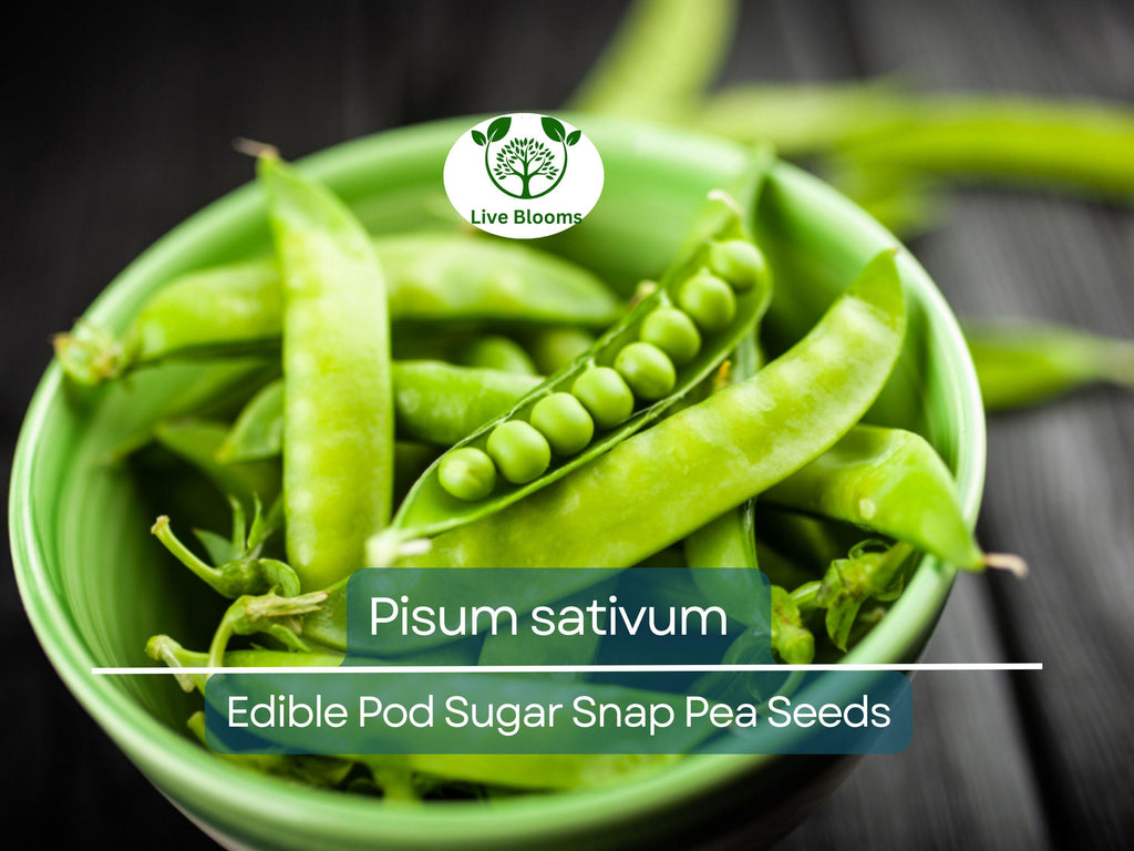 30 Seeds Pea Edible Pod Sugar Snap – Pisum sativum | Heirloom Sugar Snap Peas for Planting, Gardening & Sweet Crisp Harvests