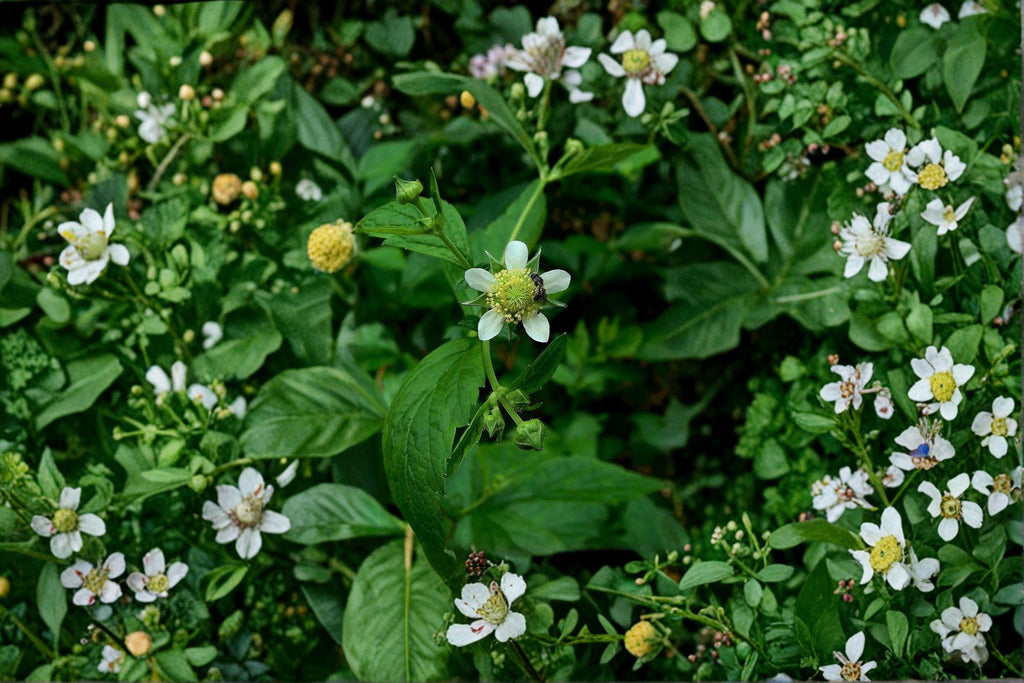 White Avens – Geum canadense, Native Woodland Perennial | Shade Tolerant (100 Seeds)