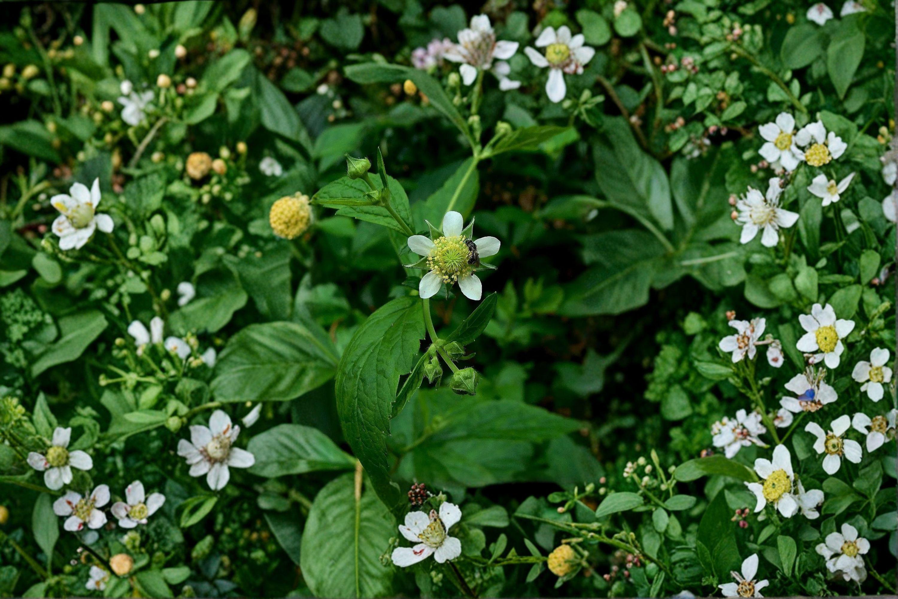 White Avens – Geum canadense, Native Woodland Perennial | Shade Tolerant (100 Seeds)