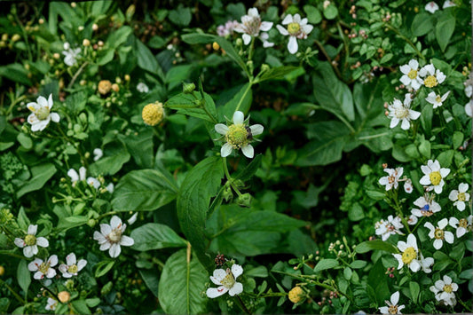 White Avens – Geum canadense, Native Woodland Perennial | Shade Tolerant (100 Seeds)