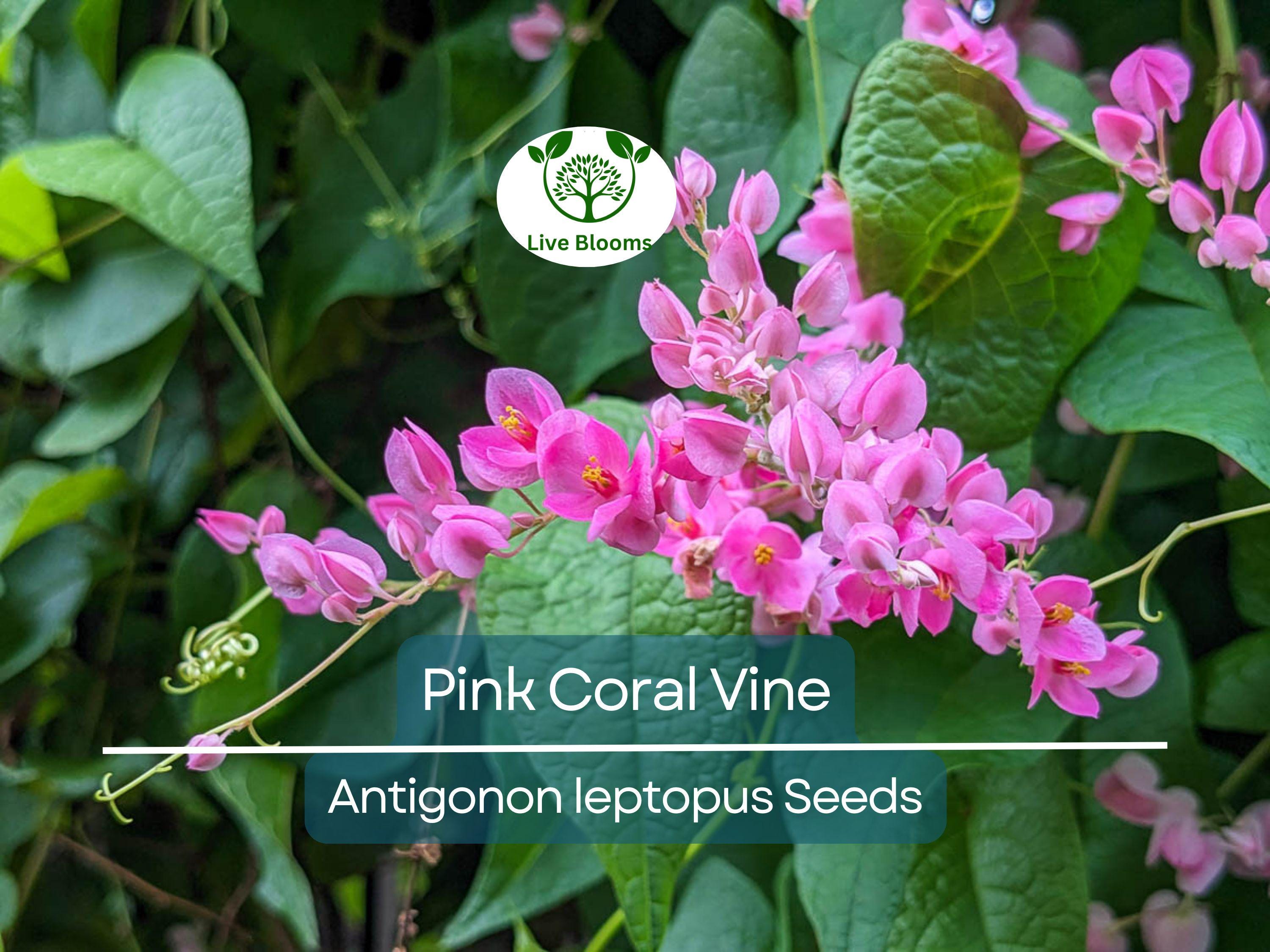 5 Pink Coral Vine Flower Seeds | Mexican Creeper (Antigonon leptopus) | Rare, Vining, Creeping Flowering Plant for Gardens