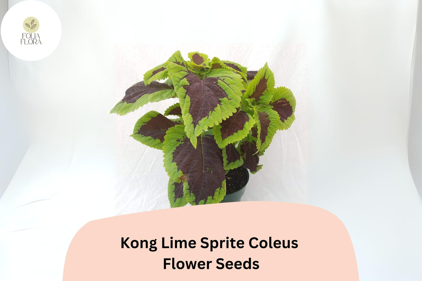 25+ Kong Lime Sprite Coleus Seeds for Planting | Large Shade Plant | Lime Green Red Foliage Annual | Garden Bedding Seeds