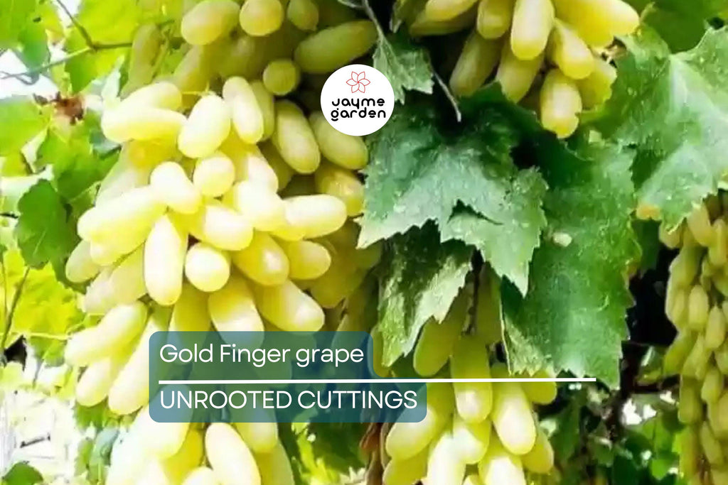 Gold Finger Grape Cuttings (2-3 Nodes) - Rare Exotic Variety, Sweet Honey Flavor, Easy to Root or Graft, Large Golden Table Grapes