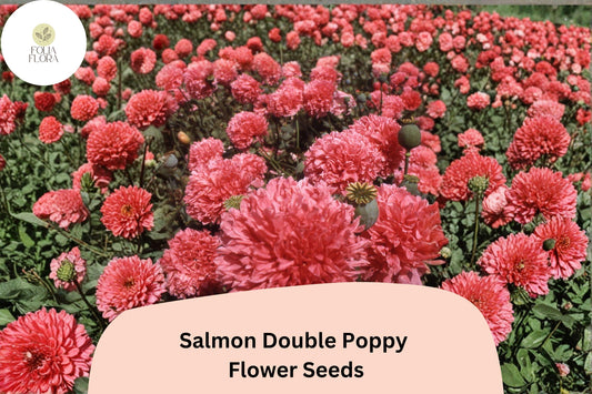 200+ Salmon Double Poppy Seeds for Garden Planting – Ruffled Salmon Pink Blooms, Easy to Grow Perennial Wildflower