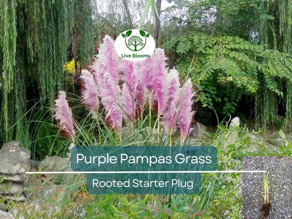 3 Plugs Purple Pampas Grass (Cortaderia selloana) – Ornamental Grass for Landscaping, Garden Decor