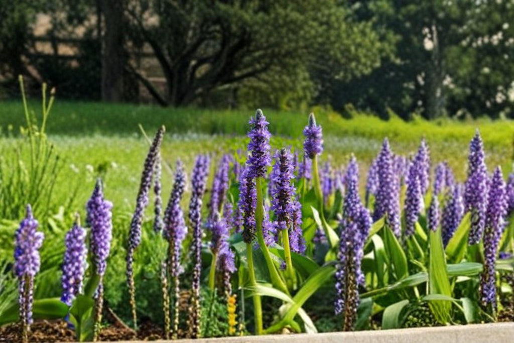 Pickerel Weed – Pontederia cordata, Native Aquatic Perennial | Wetland Plant (10 Seeds)