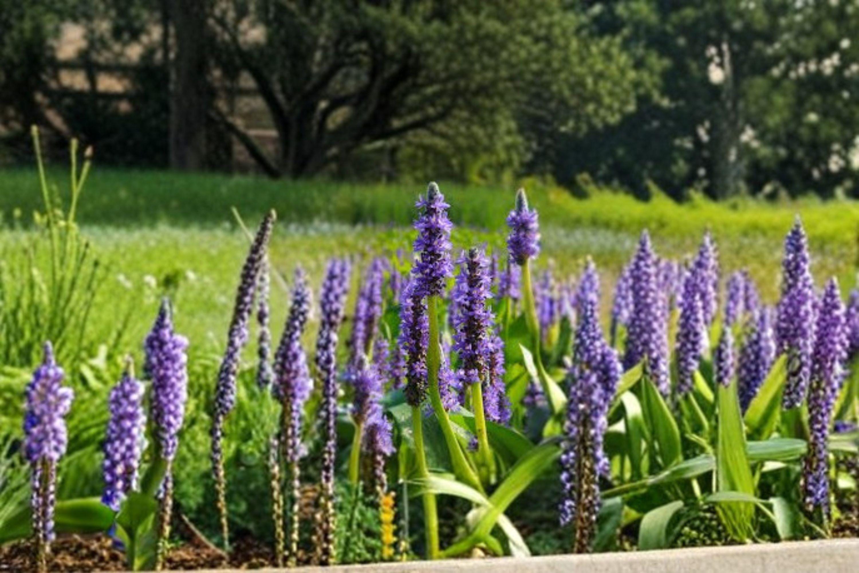 Pickerel Weed – Pontederia cordata, Native Aquatic Perennial | Wetland Plant (10 Seeds)