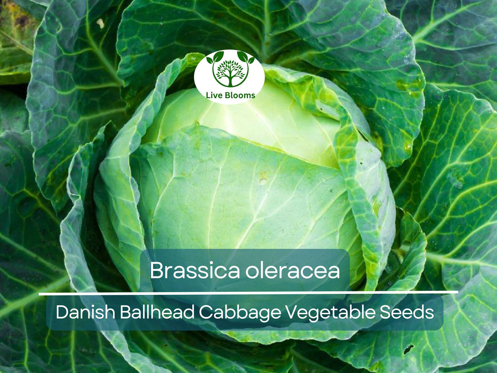 1 Gram Seeds Cabbage Danish Ballhead – Brassica oleracea | Heirloom Cabbage Variety for Planting & Gardening