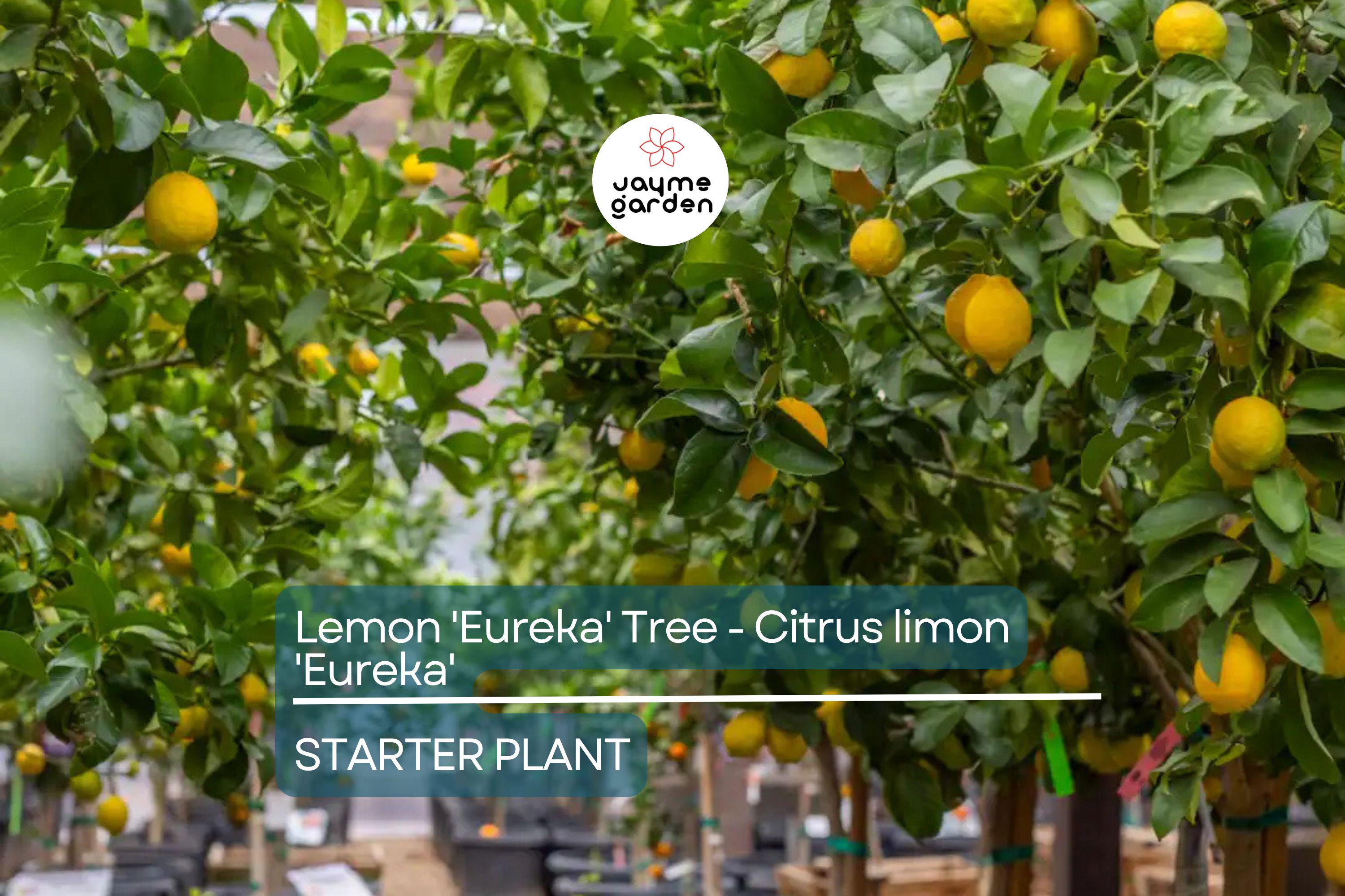 Lemon 'Eureka' Tree Seedling | 3–8" Tall | Citrus limon | Free Shipping | Indoor & Outdoor