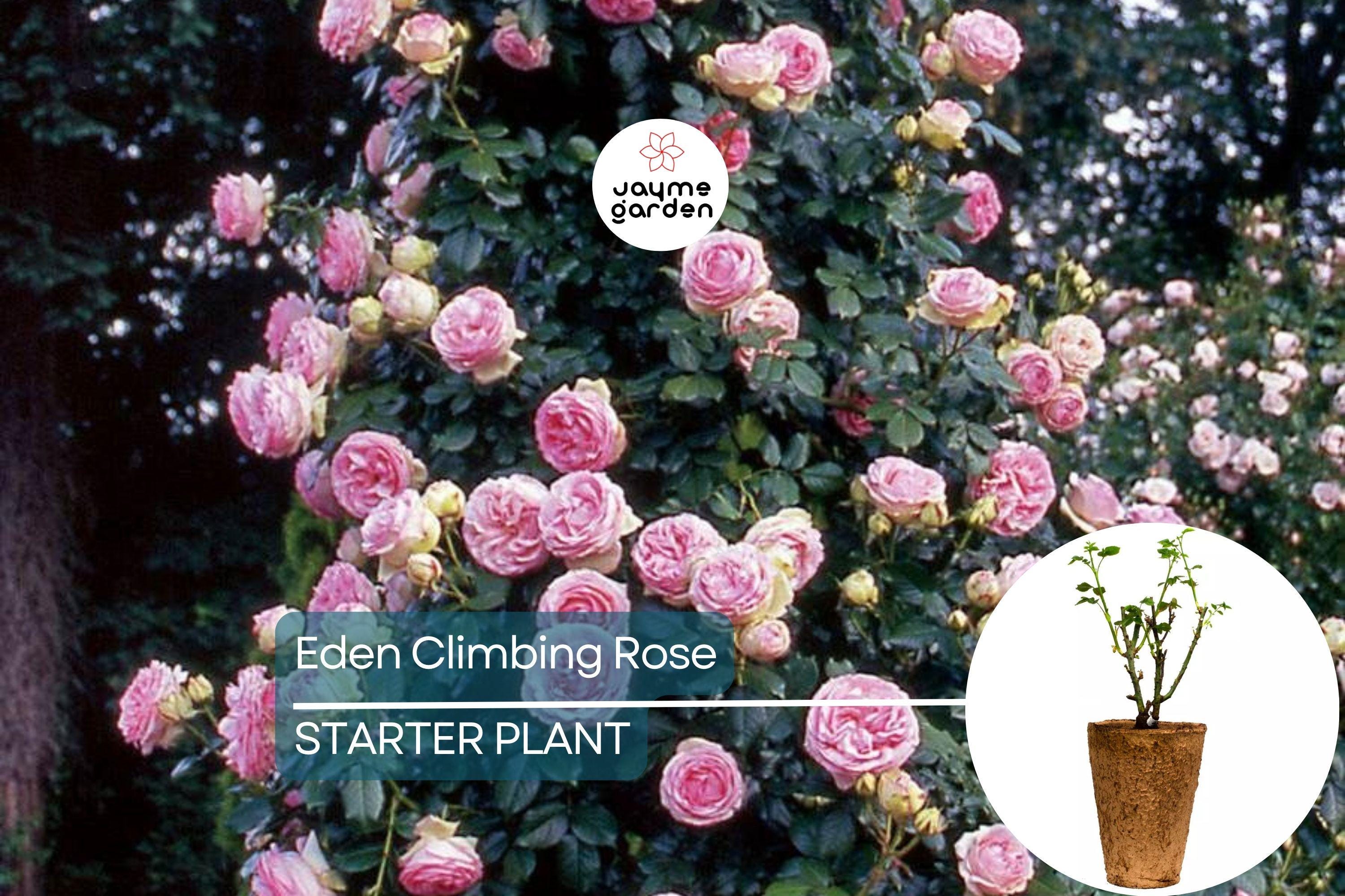 Eden Climbing Rose – 1.5 Gal Pot | Fragrant Pink Blooms | 12' Tall, Own Root, Hardy Zones 5-9 | Award-Winning & Disease Resistant
