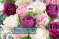 Double Peony Tulip Mix - 6 Pink Angelique & Blue Diamond Bulbs, Peony-Like Blooms, Perfect for Beds and Containers, USDA Zones 3-8