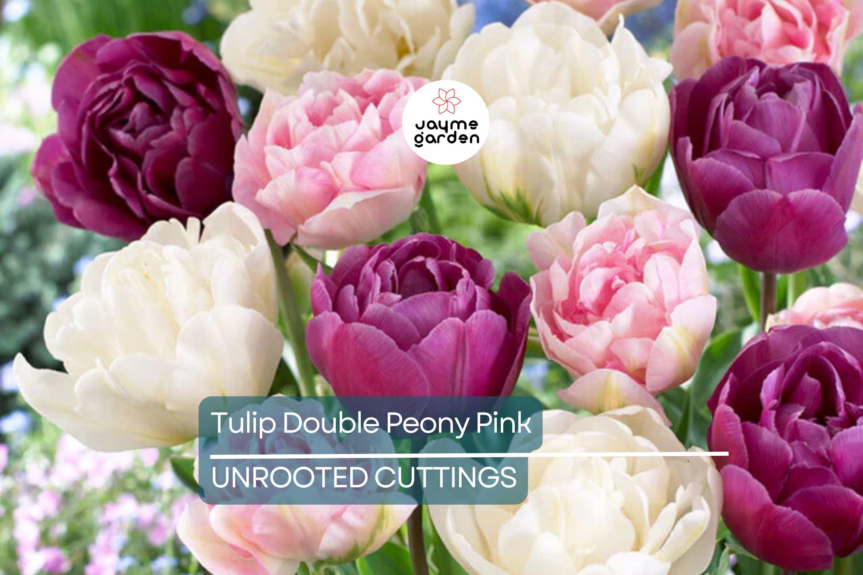 Double Peony Tulip Mix - 6 Pink Angelique & Blue Diamond Bulbs, Peony-Like Blooms, Perfect for Beds and Containers, USDA Zones 3-8