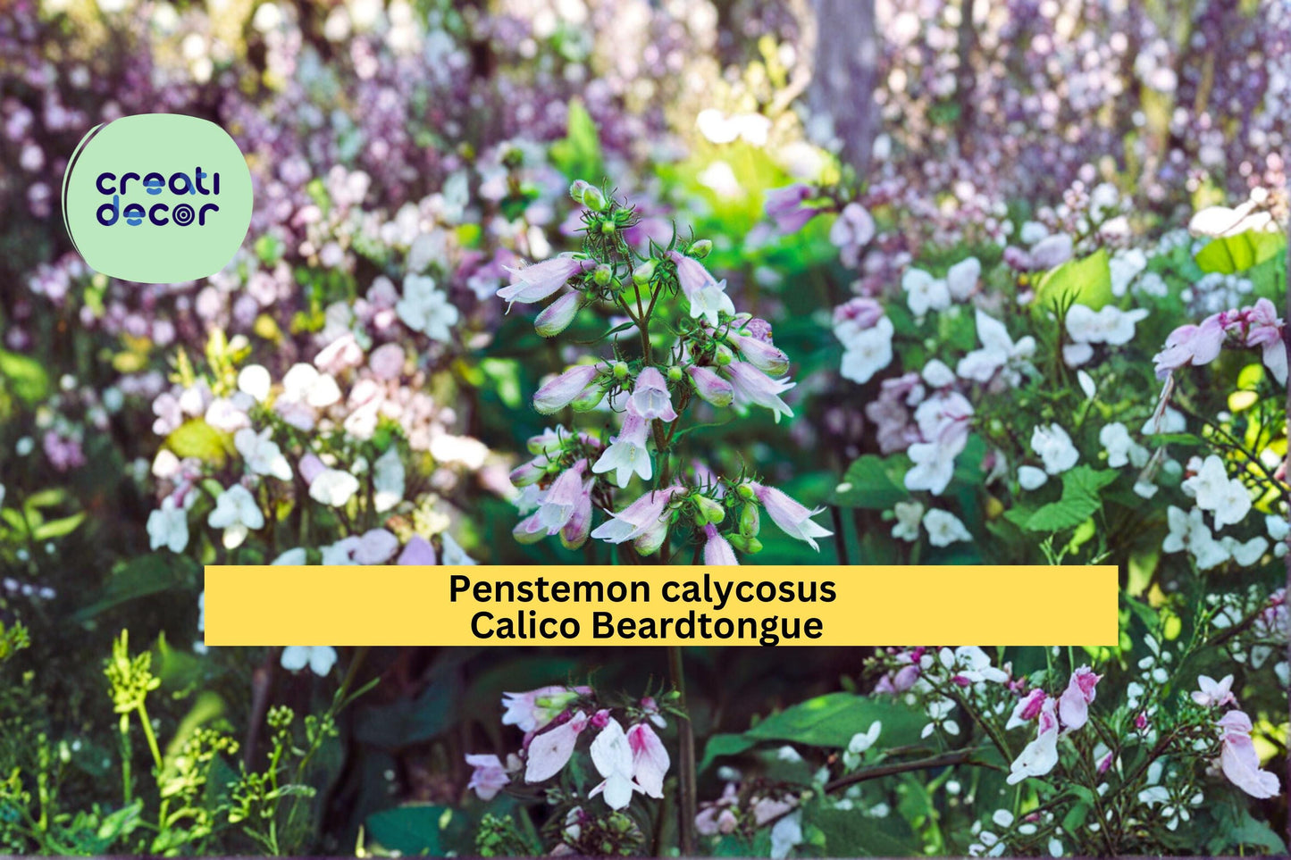 Calico Beardtongue Seeds Penstemon calycosus 100 Count Native Wildflower Garden Plant Pink Purple Flower Seeds
