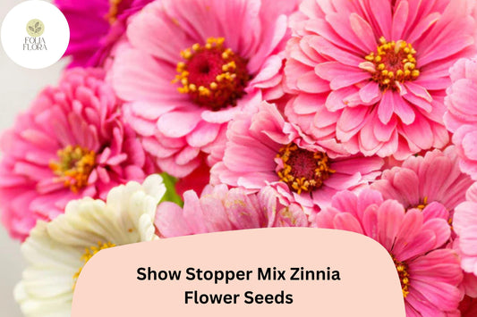 100+ Show Stopper Mix Zinnia Seeds – Vibrant Mixed Colors for Garden Planting, Borders & Cut Flowers