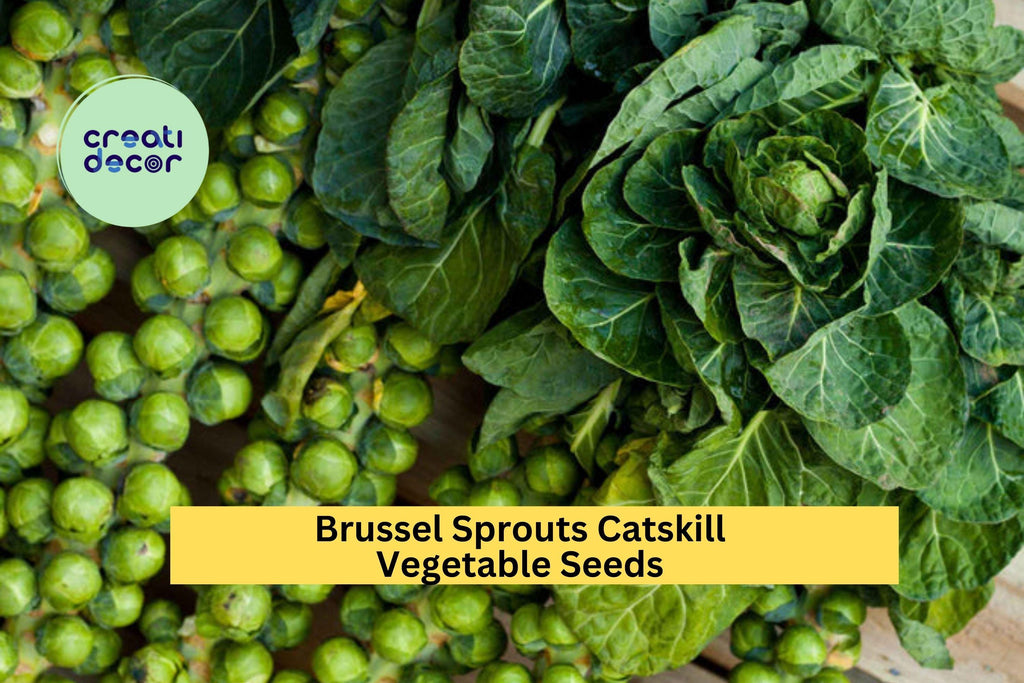 3pcs x 1g Brussels Sprouts Catskill Seeds – Heirloom Variety for Garden Beds, Raised Rows, or Container Growing Seeds for Planting