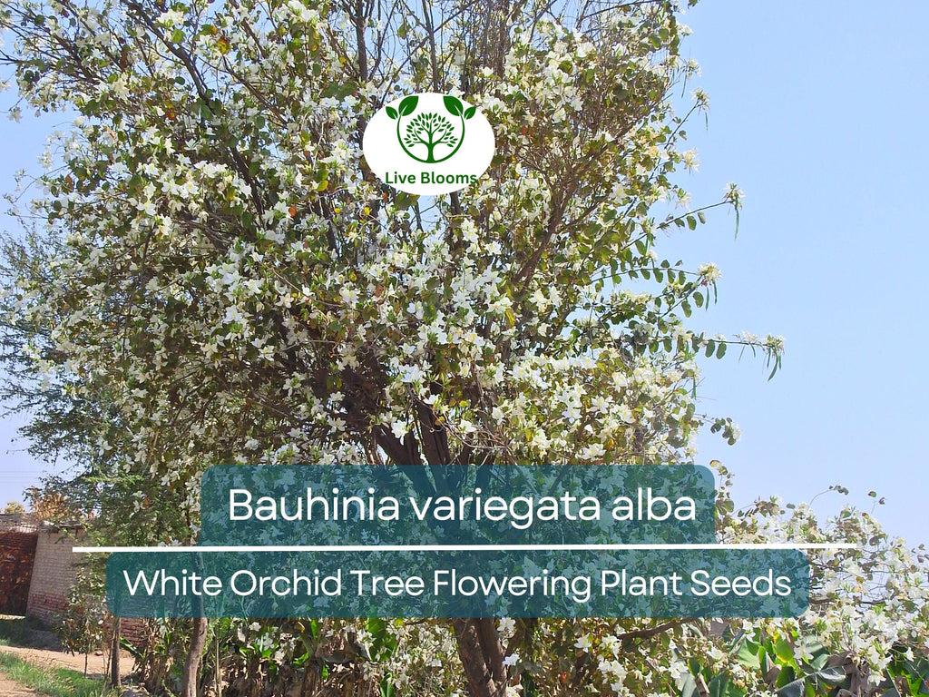 10 Seeds Bauhinia Alba – White Orchid Tree (Bauhinia variegata alba) | Stunning Flowering Plant for Planting