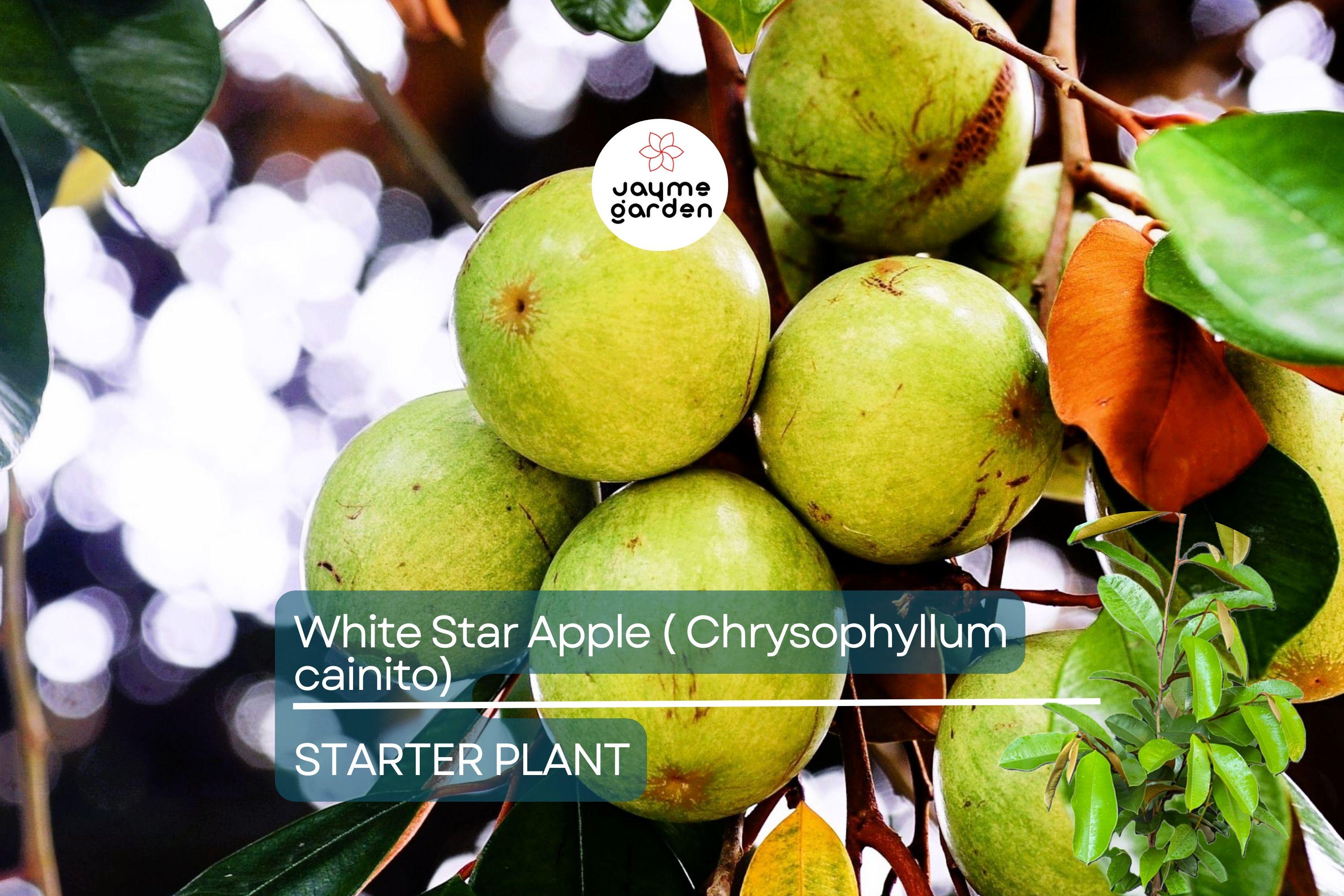 White Star Apple Tree Live Tropical Fruit Tree 12"-24" | Caimito Starter Plant | Sweet Juicy Fruit, Easy Care, Container Friendly