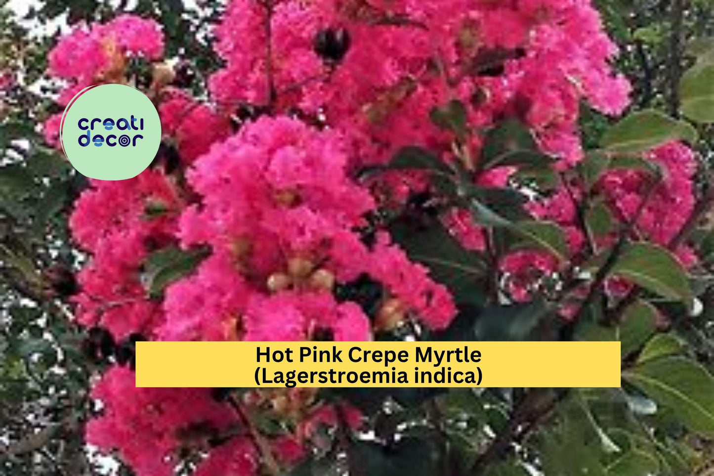 Hot Pink Crepe Myrtle | Lagerstroemia indica | 2 Live Rooted Plants | Flowering Ornamental Shrub