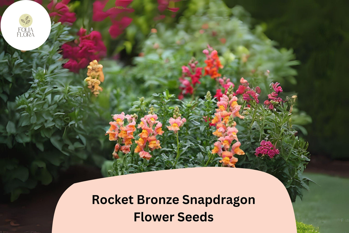 Antirrhinum majus Rocket Bronze Snapdragon Seeds – 1000+ Warm Copper-Toned Blooms for Garden & Cut Flowers