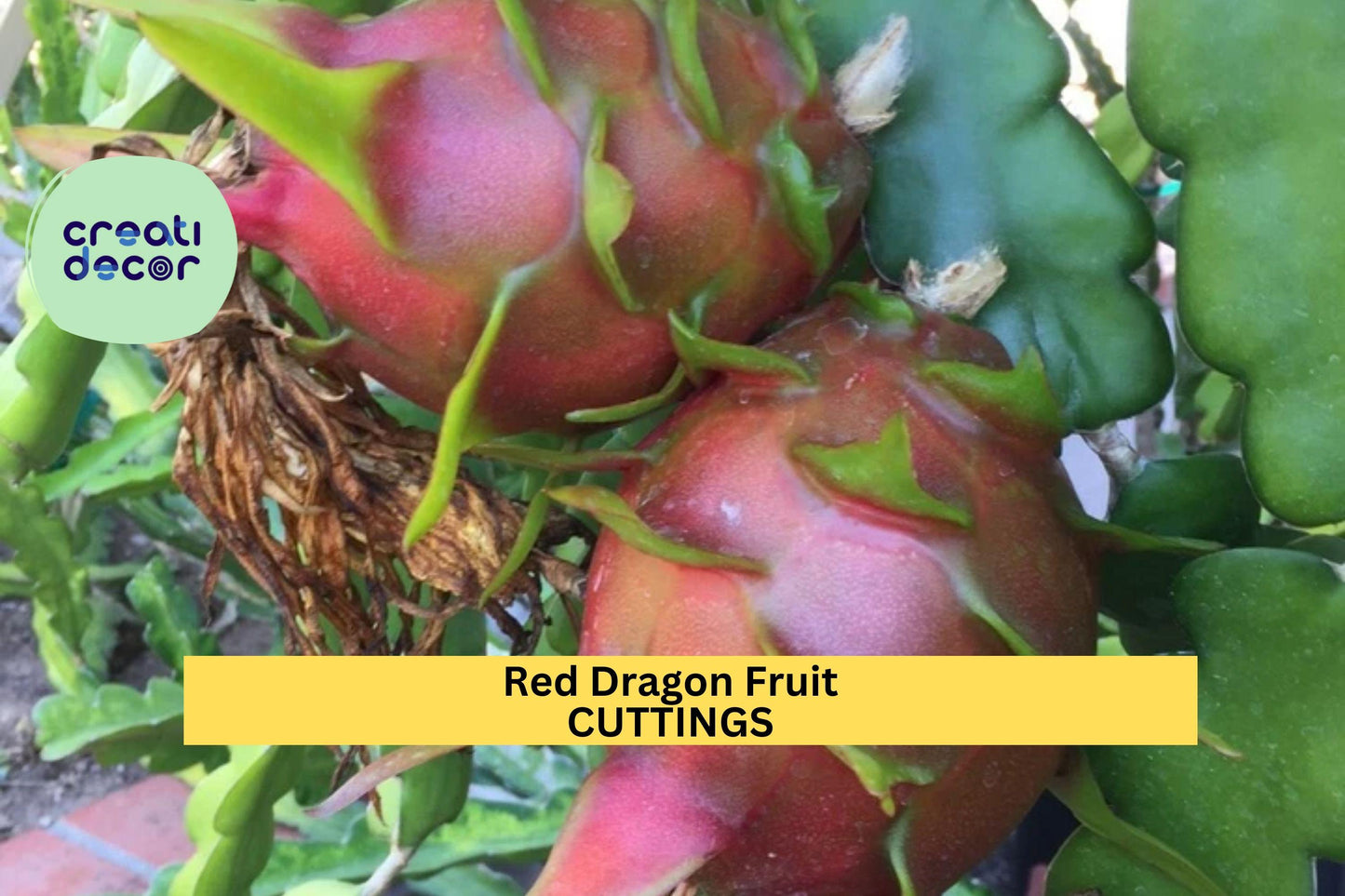 2 Red Dragon Fruit Cuttings | Condor Variety 9–14" | Hylocereus Cactus Starter | Grow Sweet Tropical Fruits | USA Seller