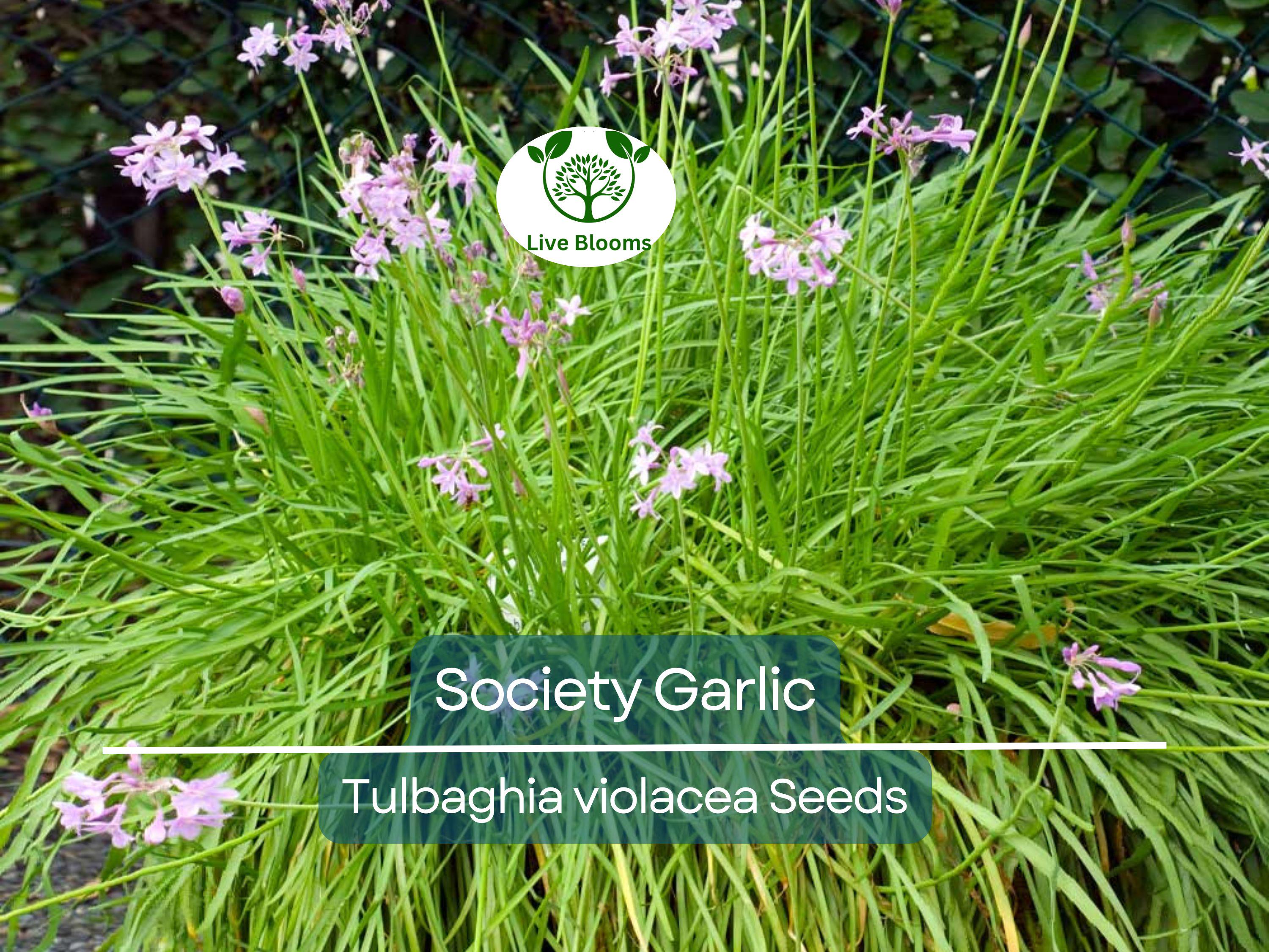 50 Society Garlic Seeds - Ornamental, Edible, Perennial, Flowering (T. violacea) - Purple Blooms, Aromatic, Garden & Culinary Use