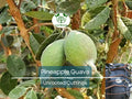 4 Unrooted Cuttings 6-8" Pineapple Guava Tree (Feijoa sellowiana) for Propagation – Tropical Fruit Tree