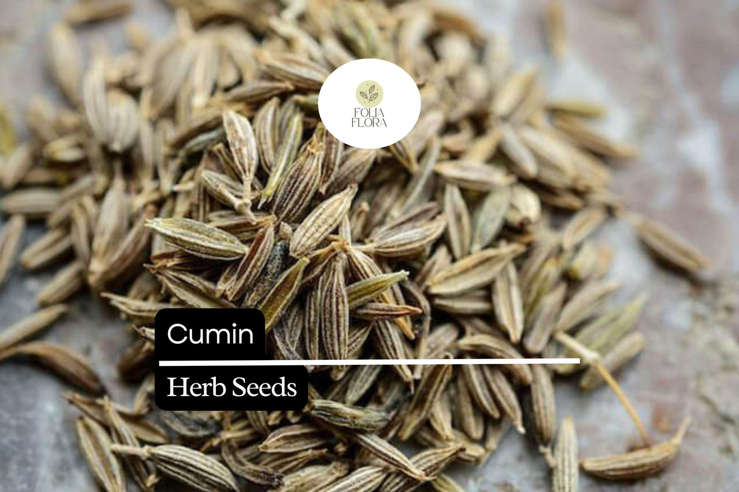 250 Seeds Cumin (Cuminum cyminum) – Aromatic Spice Herb for Cooking