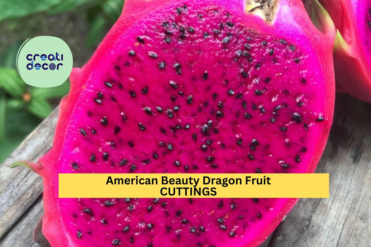 3 American Beauty Dragon Fruit Cuttings | 8–10" Unrooted Hylocereus | Self-Pollinating Cactus | Grow Sweet Red Fruit