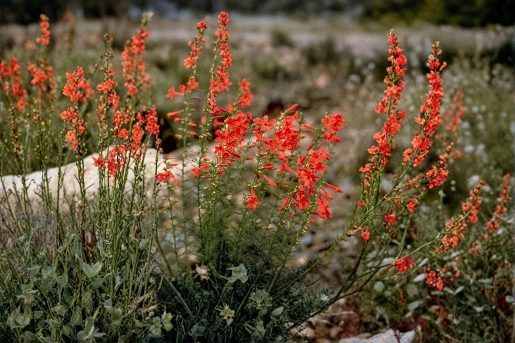 Standing Cypress – Ipomopsis rubra 100 Seeds | Native Biennial | Brilliant Red Spikes | Hummingbird Favorite