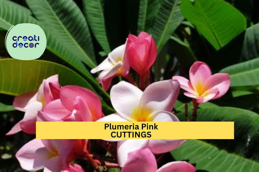 3-Tip Pink Plumeria Cutting – 7–10” Fresh Plumeria rubra Stem | Unrooted Tropical Starter for Pots, Gardens, or Landscape Borders