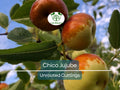 3 Chico Jujube Scion Cuttings 6-8" for Grafting, No Roots, Ziziphus jujuba, Sweet Fruit Tree, Ideal for Grafting or Propagation