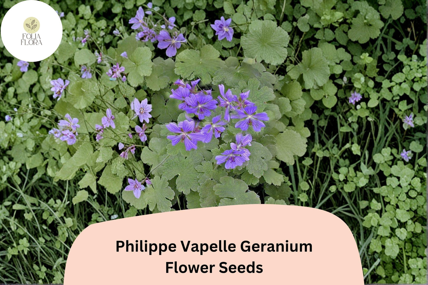 25+ Philippe Vapelle Geranium Seeds | Hardy Perennial | Purple-Violet Blooms for Garden Borders & Pollinator Gardens