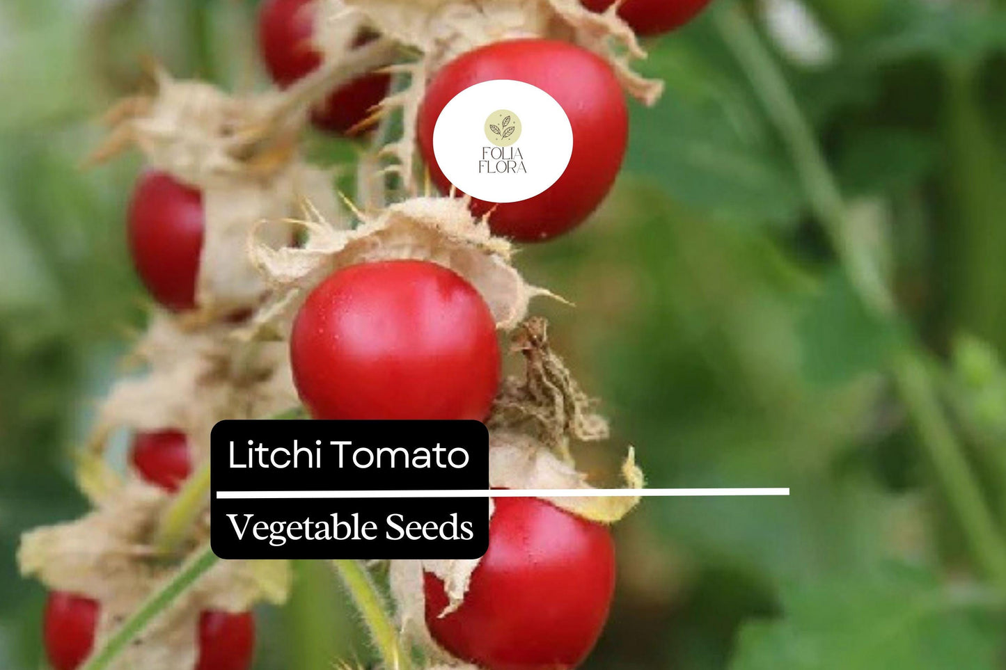 Litchi Tomato Seeds (Solanum sisymbriifolium) | 50 Seeds | Rare Heirloom Fruit with Spiny Foliage