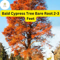 1 Bald Cypress Tree (Taxodium distichum) – Live Bare Root Plant 2-3 Feet