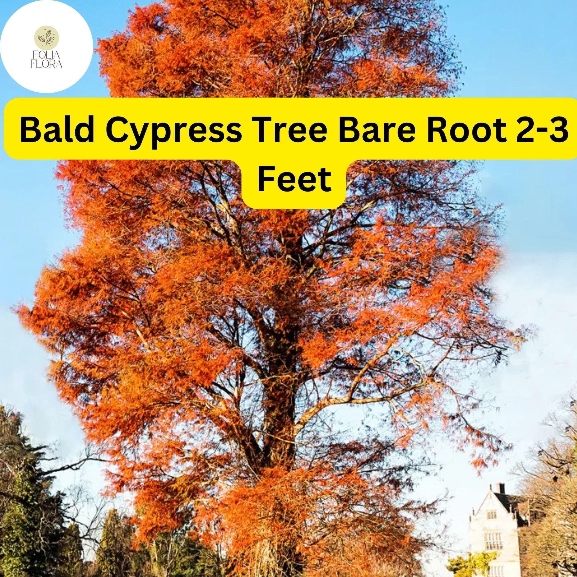 1 Bald Cypress Tree (Taxodium distichum) – Live Bare Root Plant 2-3 Feet